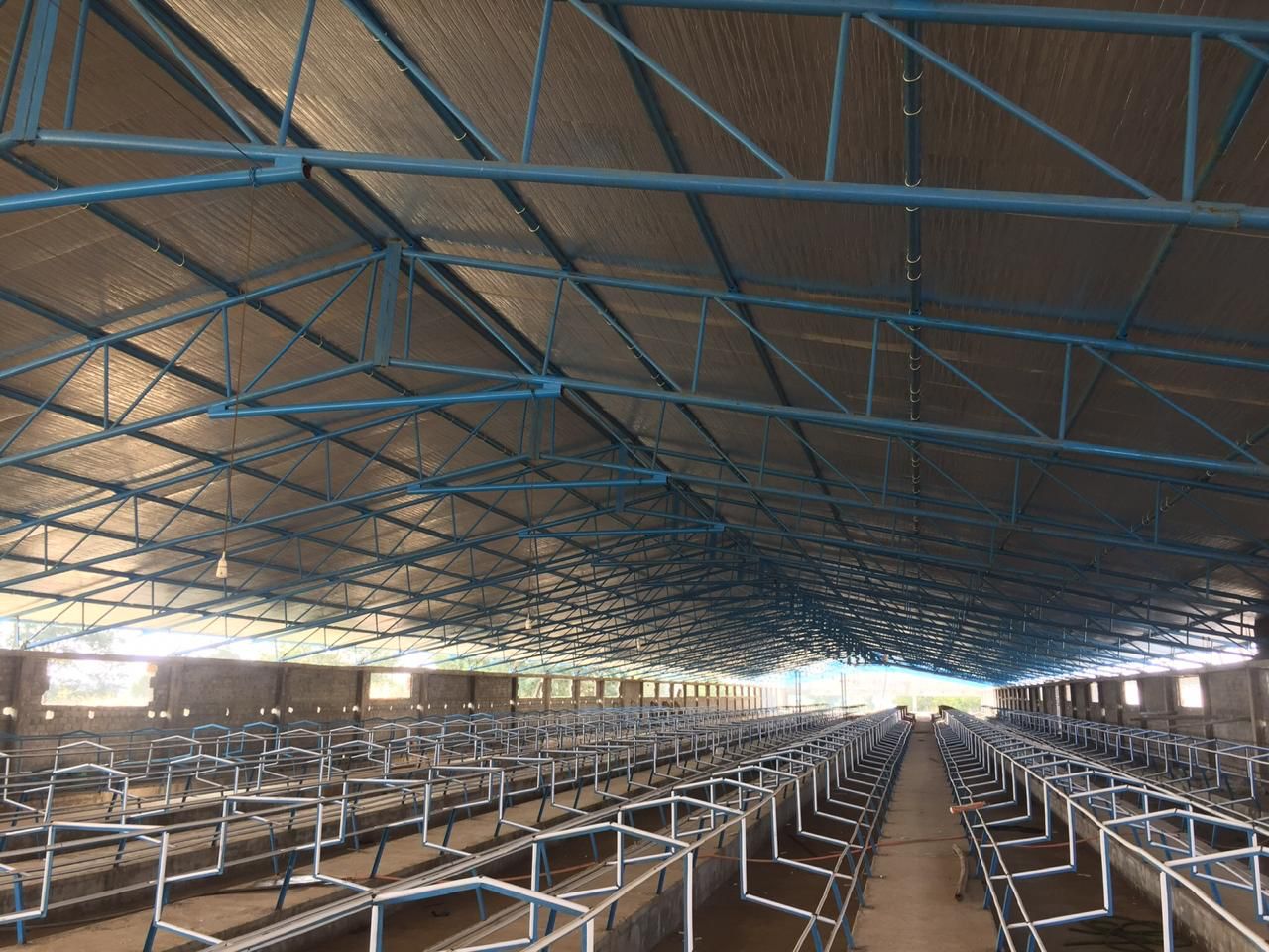 Interior view of an open-sided livestock shed showing the lightweight roof structure.